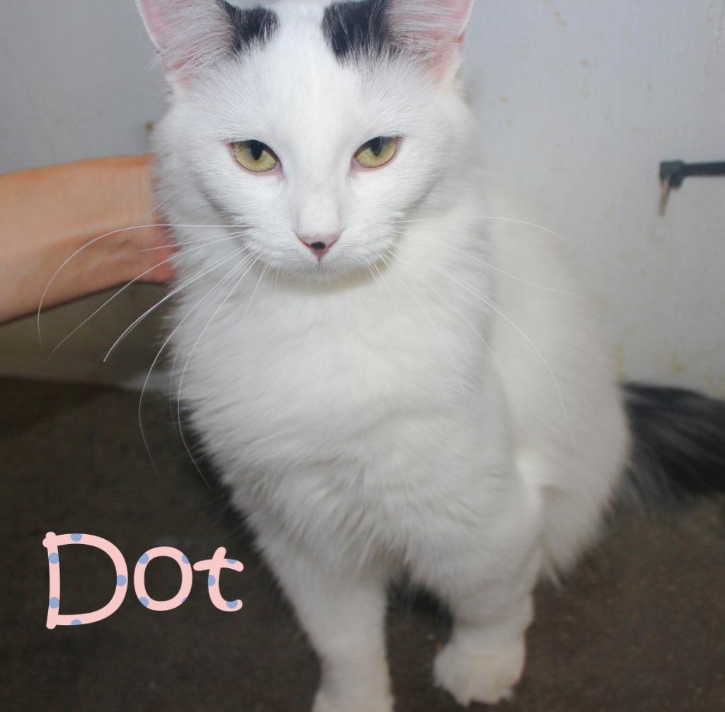 Enlarge Dot, a Adoptable mixed breed in Saint James, MN image 4/5