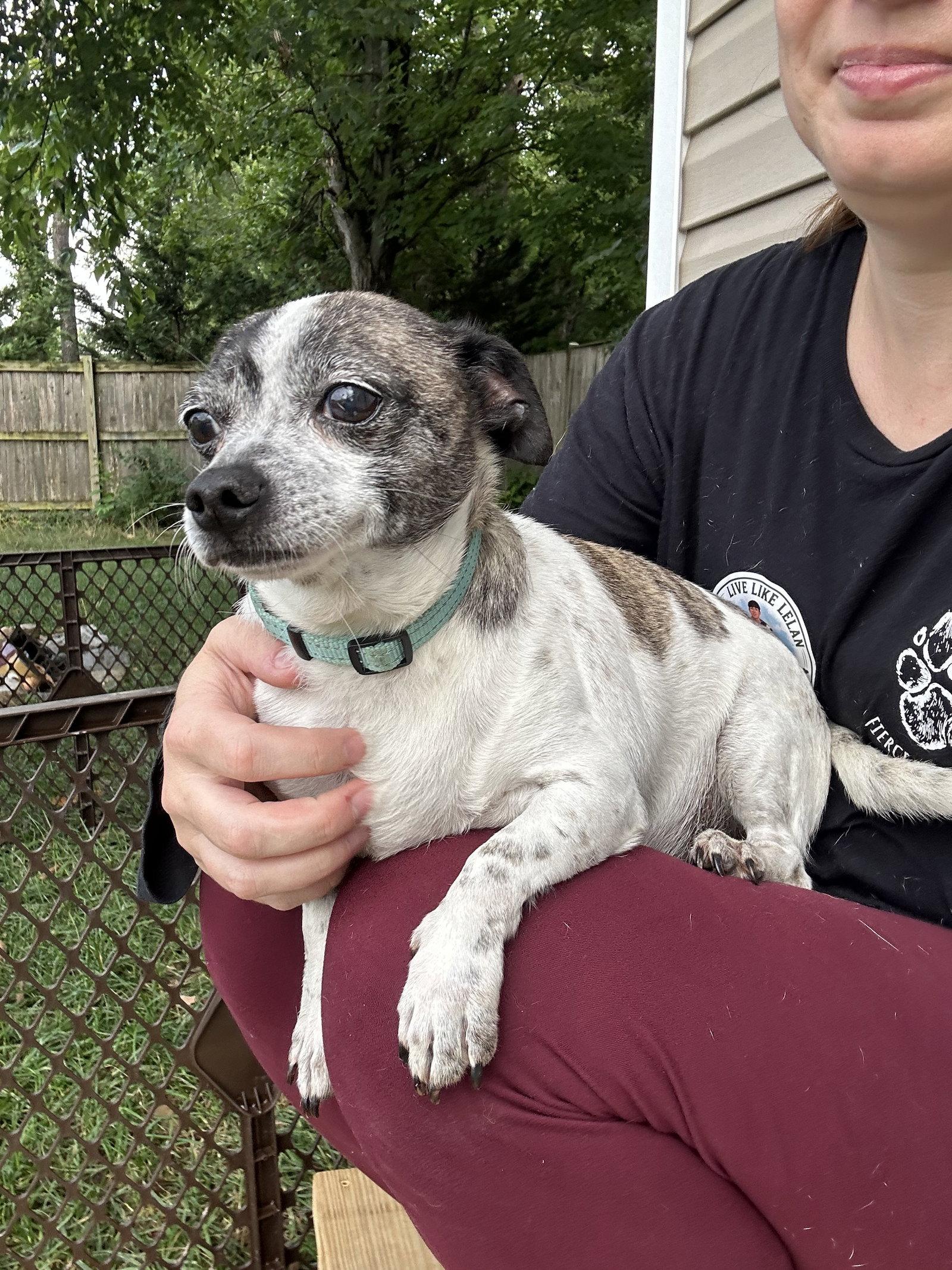 Enlarge Lenny, a Adoptable mixed breed in Stephens City, VA image 1/3