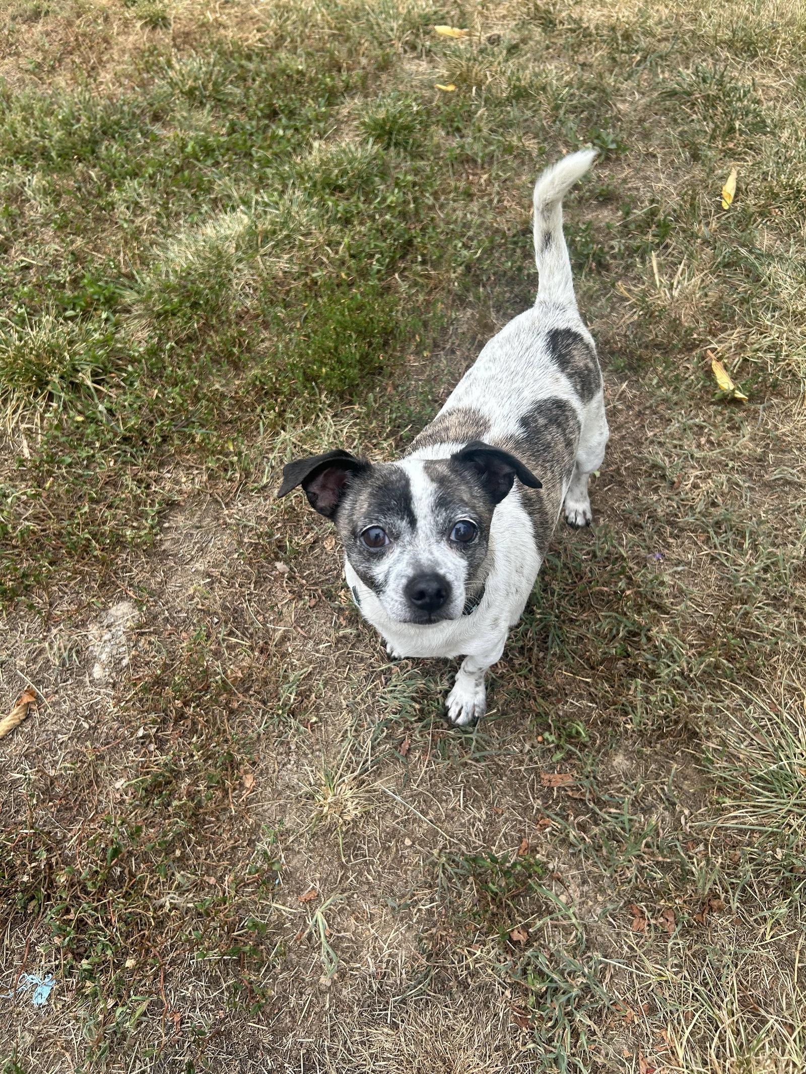 Enlarge Lenny, a Adoptable mixed breed in Stephens City, VA image 2/3