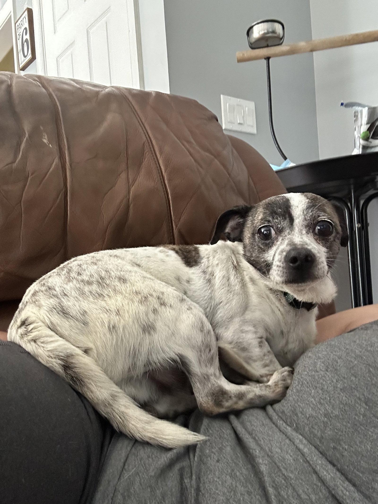 Enlarge Lenny, a Adoptable mixed breed in Stephens City, VA image 3/3