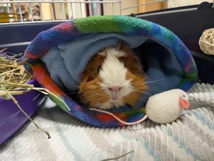 Enlarge Poppy, an adopted Guinea Pig in West Swanzey, NH image 1/1