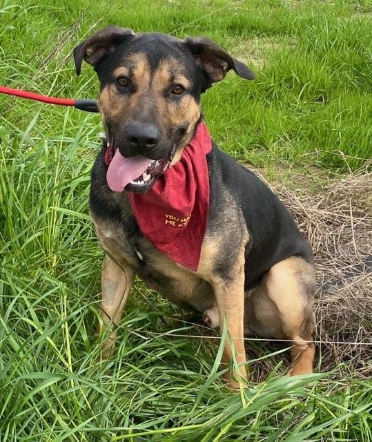 Simba, adopted, Young Male Hound & German Shepherd Dog.