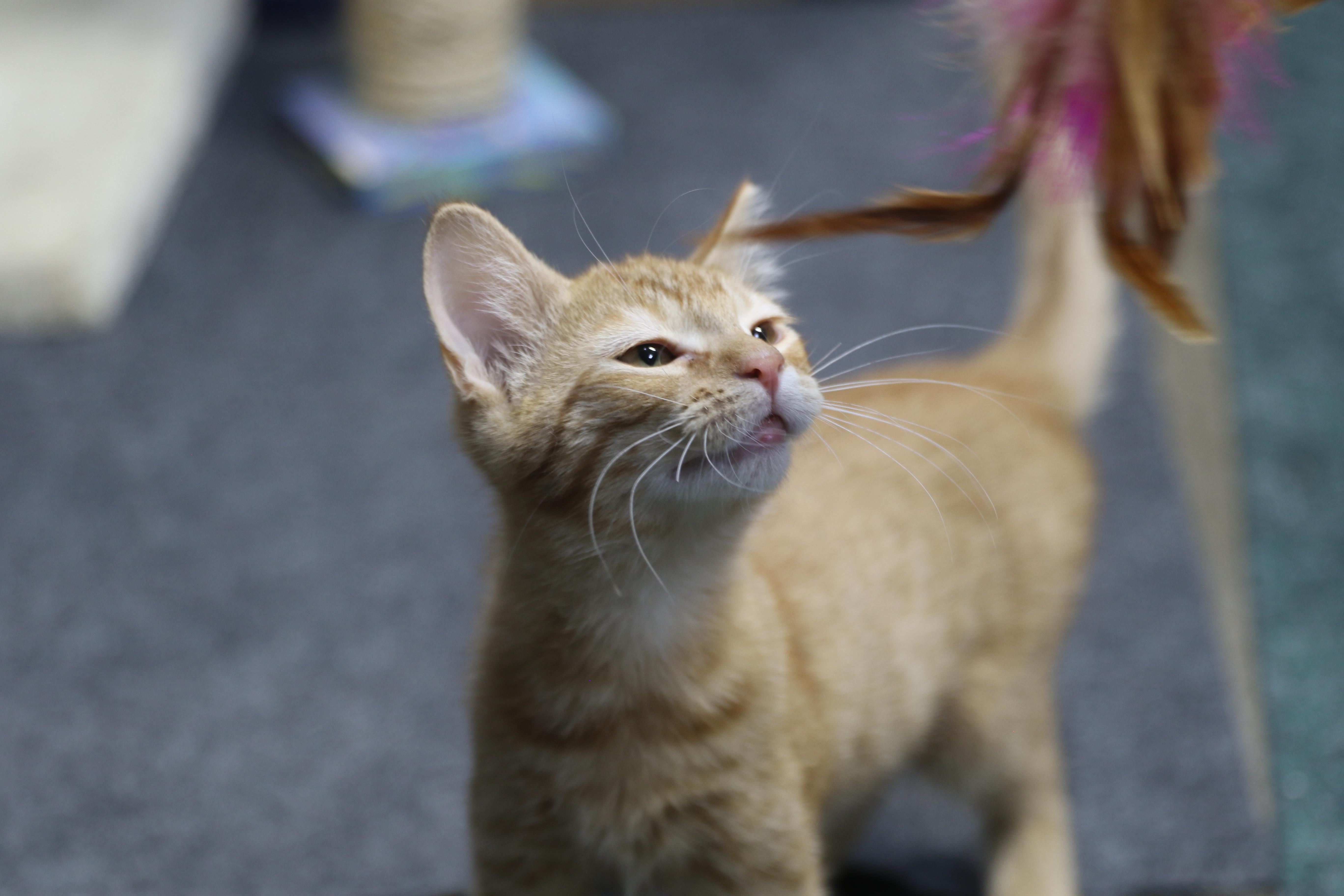 Sorrel, a ADOPTABLE Tabby in Cut Bank, MT image 2/6