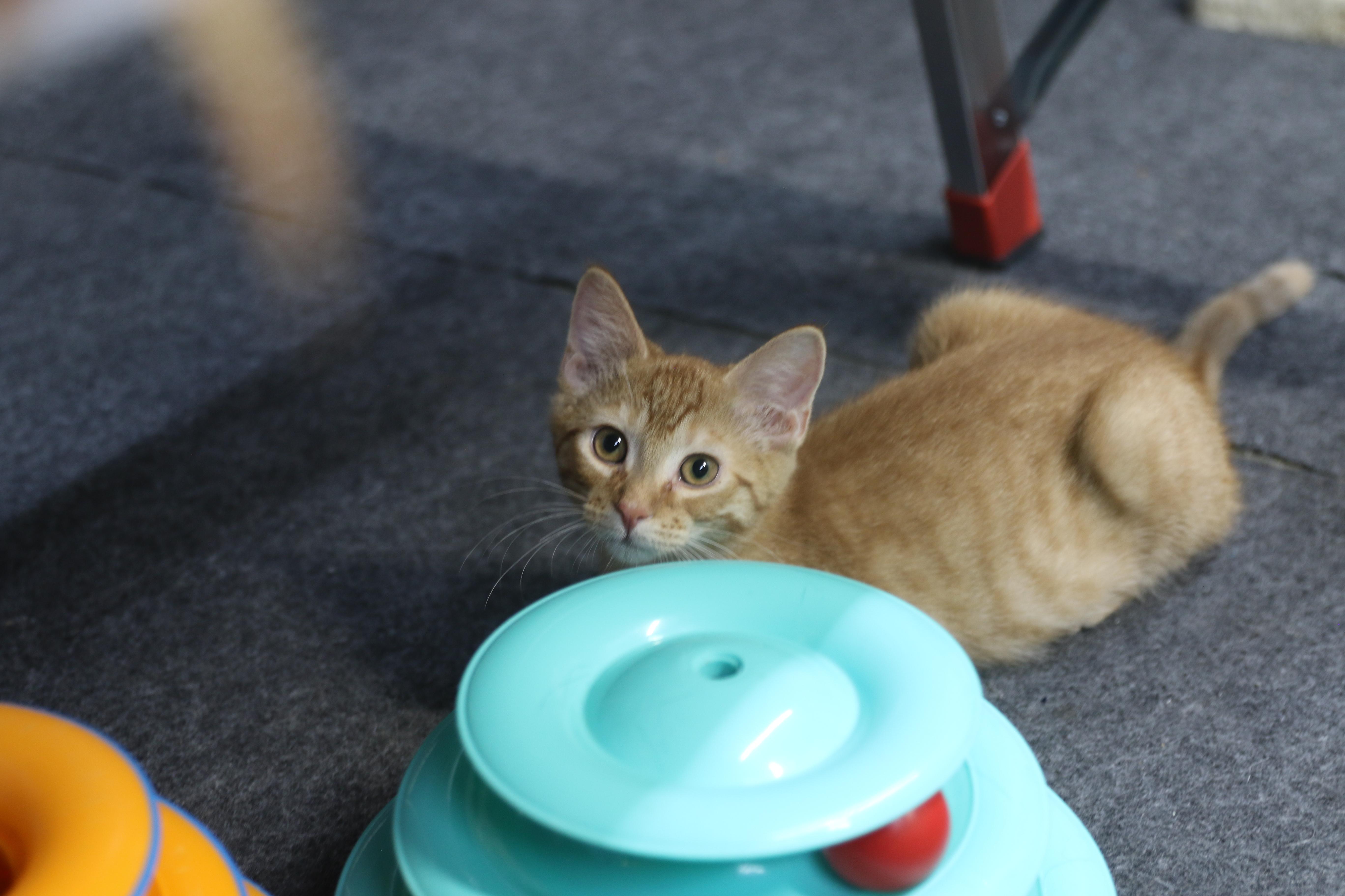 Sorrel, a ADOPTABLE Tabby in Cut Bank, MT image 3/6