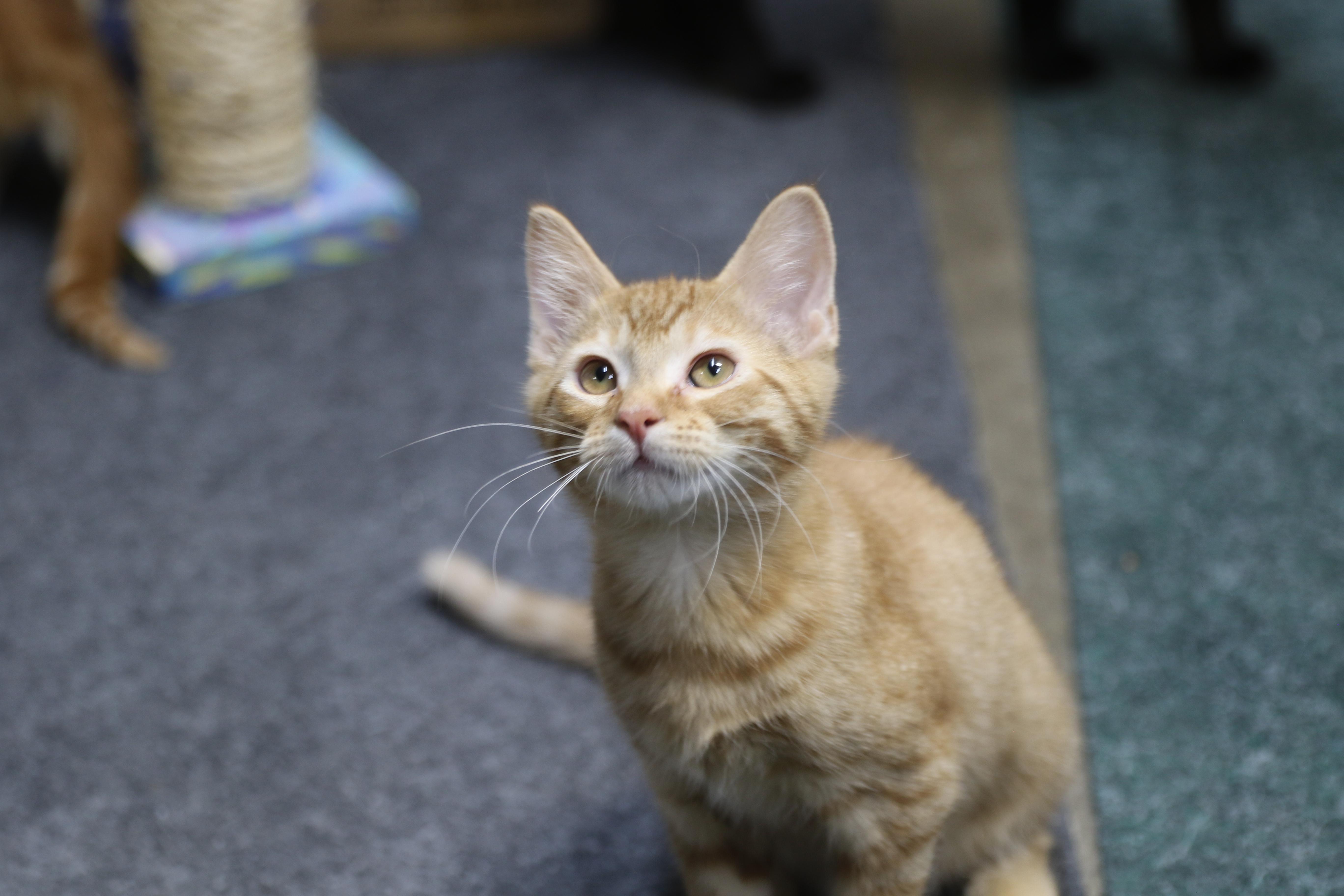 Sorrel, ADOPTABLE, Kitten Male Tabby.