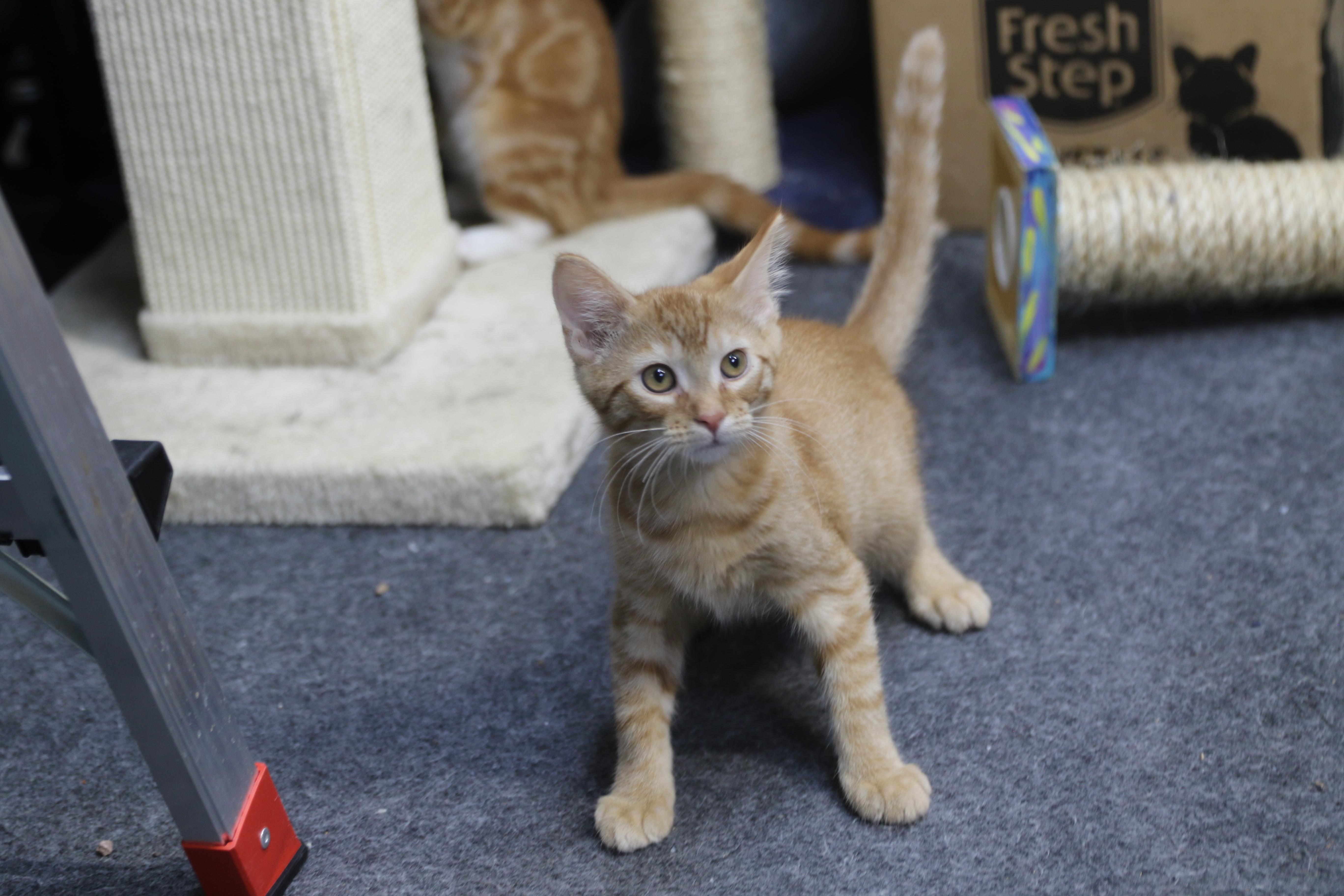 Sorrel, a ADOPTABLE Tabby in Cut Bank, MT image 4/6