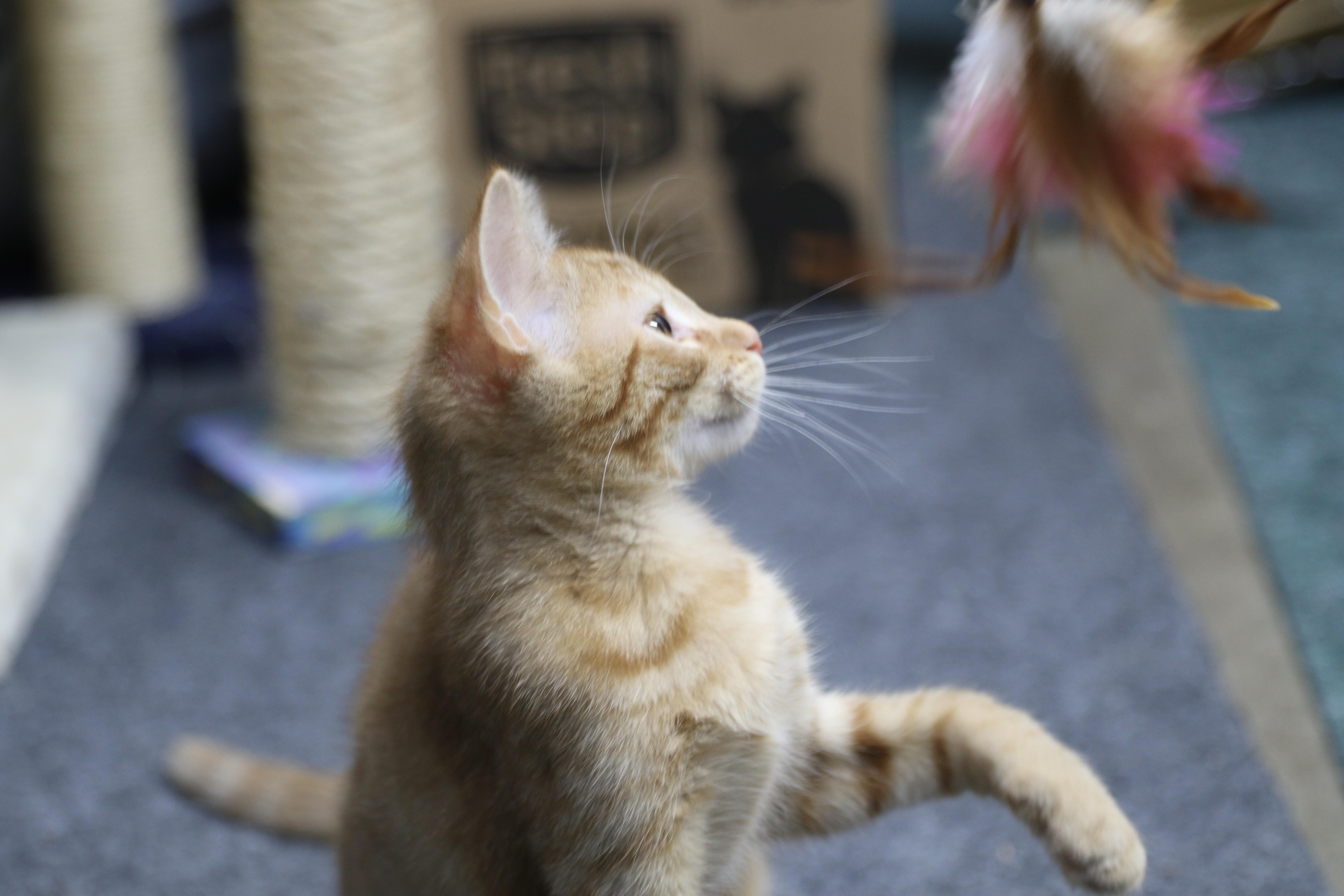 Sorrel, a ADOPTABLE Tabby in Cut Bank, MT image 5/6