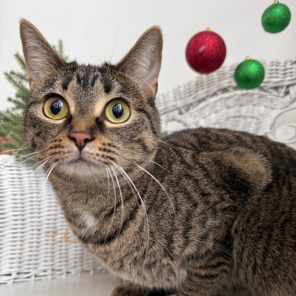 Chippy Tiny Treats 8938, Adoptable, Adult Female Domestic Short Hair.