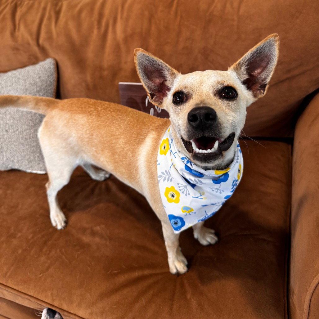 Bella, a Adoptable Chihuahua in Fort Pierce, FL image 1/2