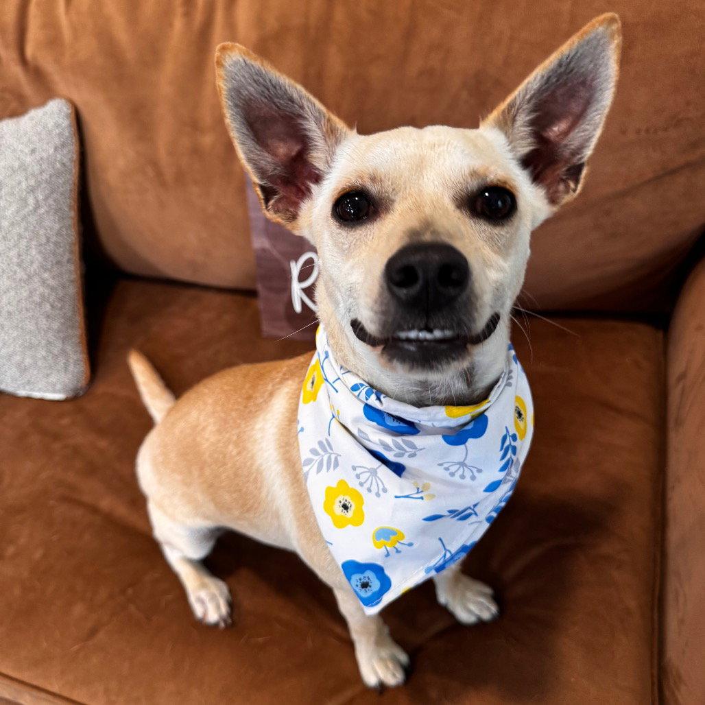 Bella, a Adoptable Chihuahua in Fort Pierce, FL image 2/2