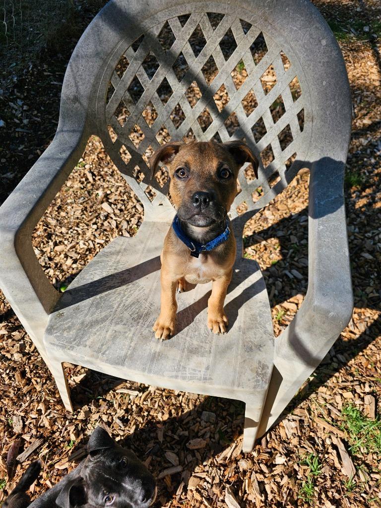 Enlarge Dolly, a Adoptable Labrador Retriever in Newnan, GA image 1/5