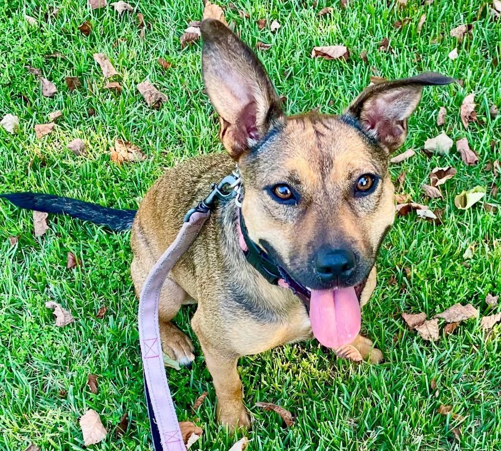Enlarge Dolly, a Adoptable Labrador Retriever in Newnan, GA image 2/5