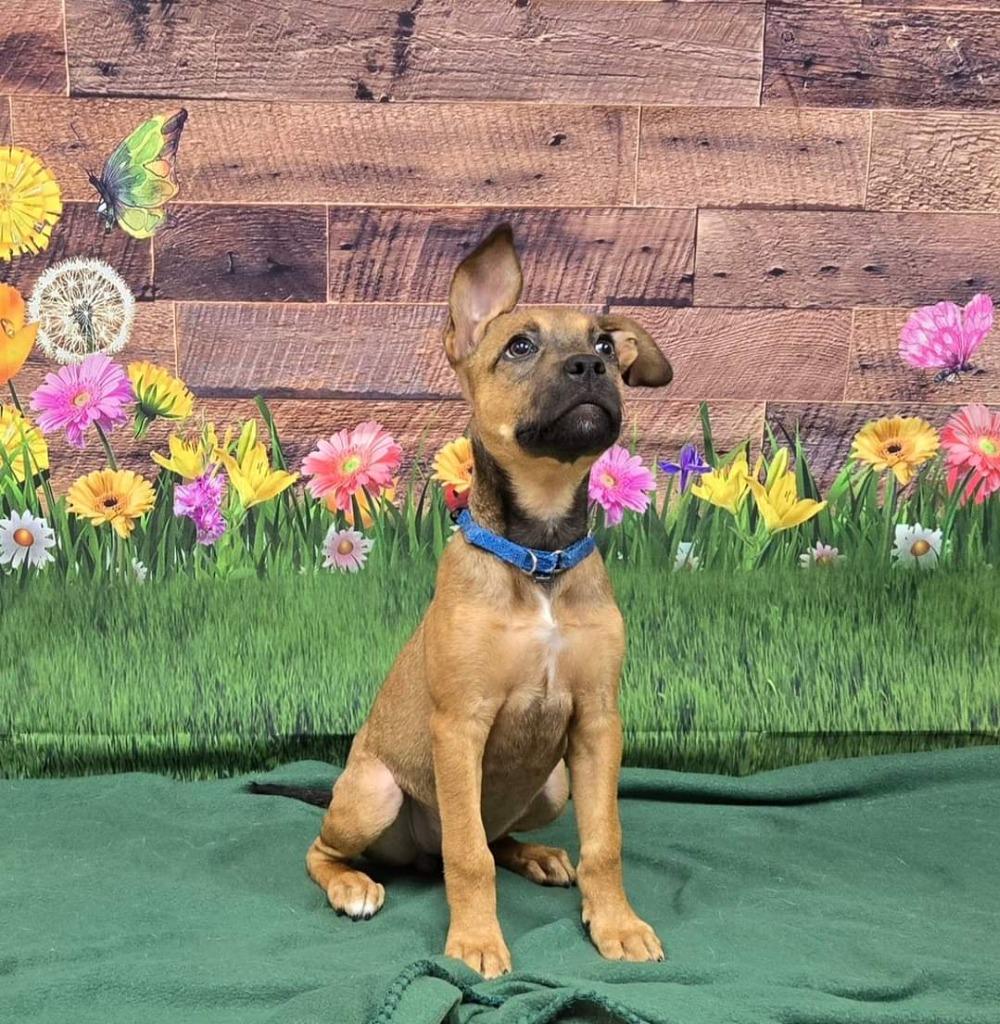 Enlarge Dolly, a Adoptable Labrador Retriever in Newnan, GA image 3/5