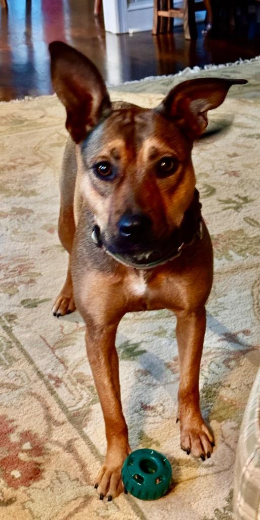 Enlarge Dolly, a Adoptable Labrador Retriever in Newnan, GA image 4/5