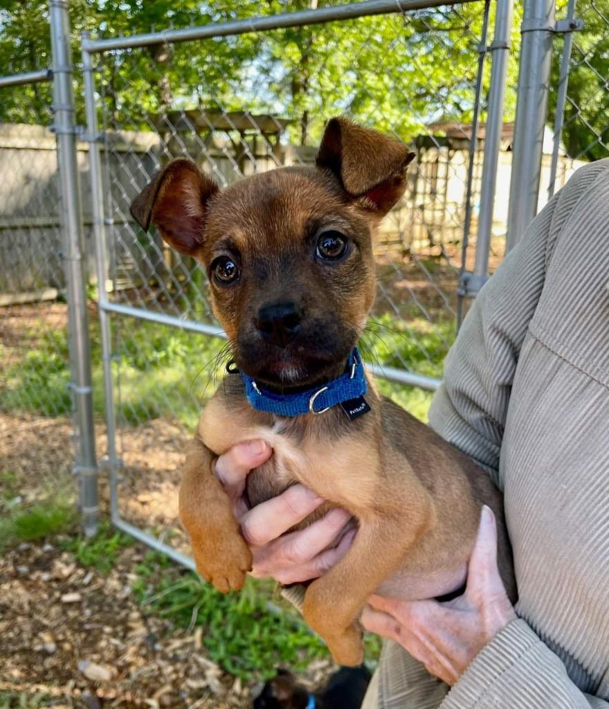 Enlarge Dolly, a Adoptable Labrador Retriever in Newnan, GA image 5/5