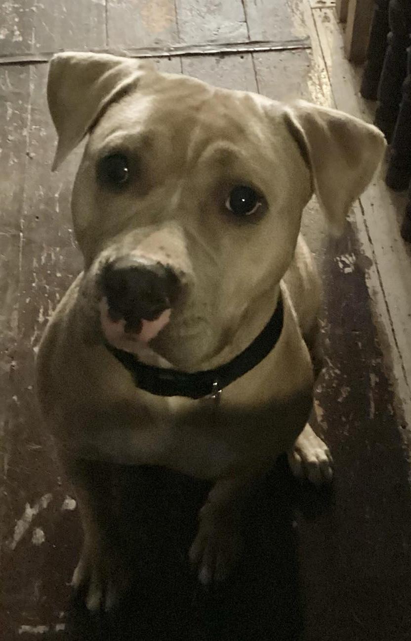 Honey, an adopted mixed breed in Phillipsburg, NJ image 1/3