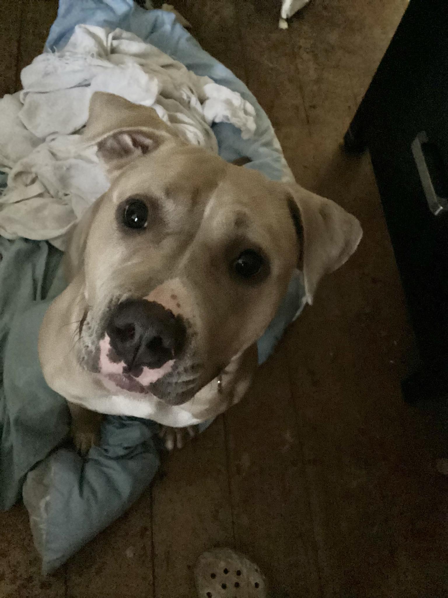 Honey, an adopted mixed breed in Phillipsburg, NJ image 2/3