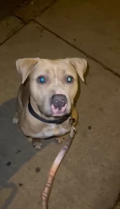 Enlarge Honey, an adopted mixed breed in Phillipsburg, NJ video 3/3