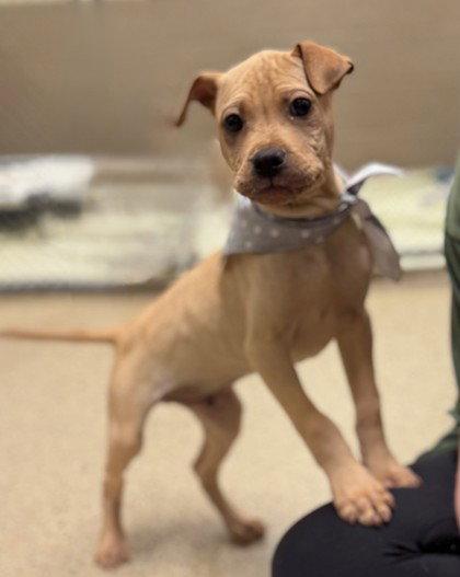 Squirt, Adoptable, Young Male Shar-Pei.