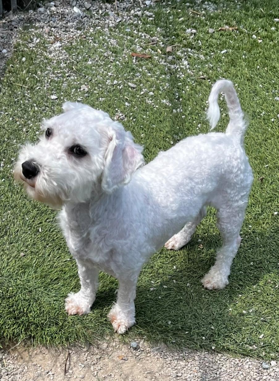 Matcha, an adopted mixed breed in Toronto, ON image 1/6