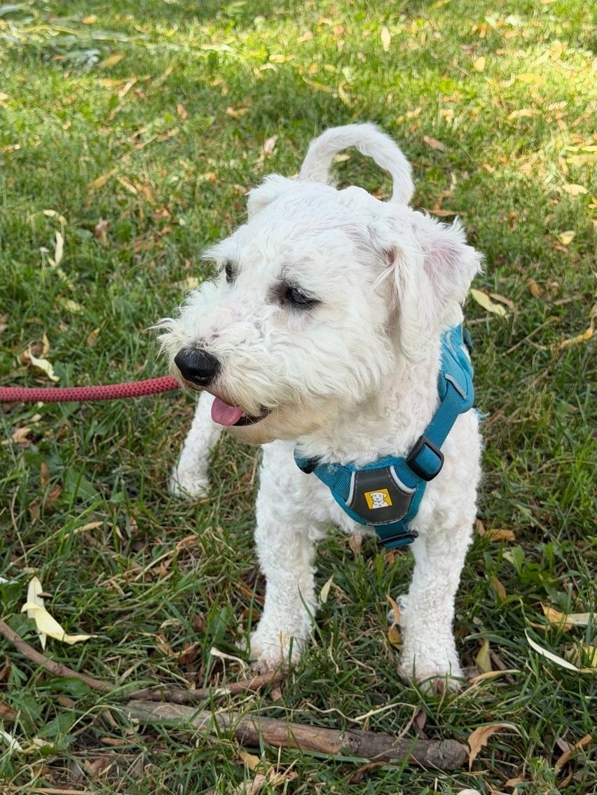 Matcha, an adopted mixed breed in Toronto, ON image 6/6