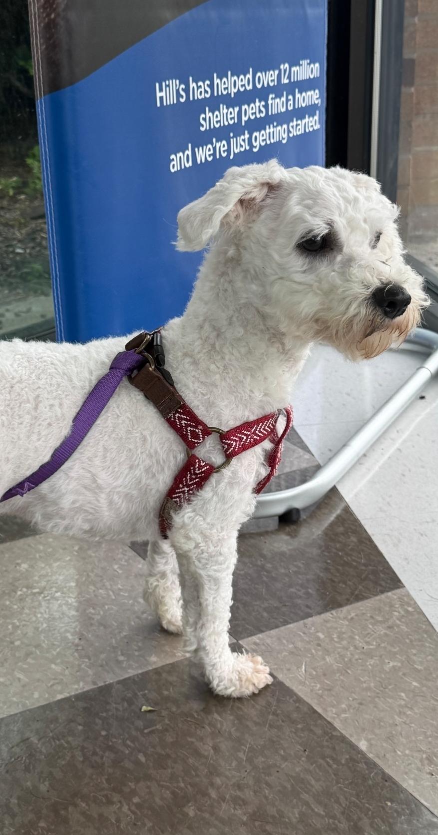 Matcha, an adopted mixed breed in Toronto, ON image 5/6