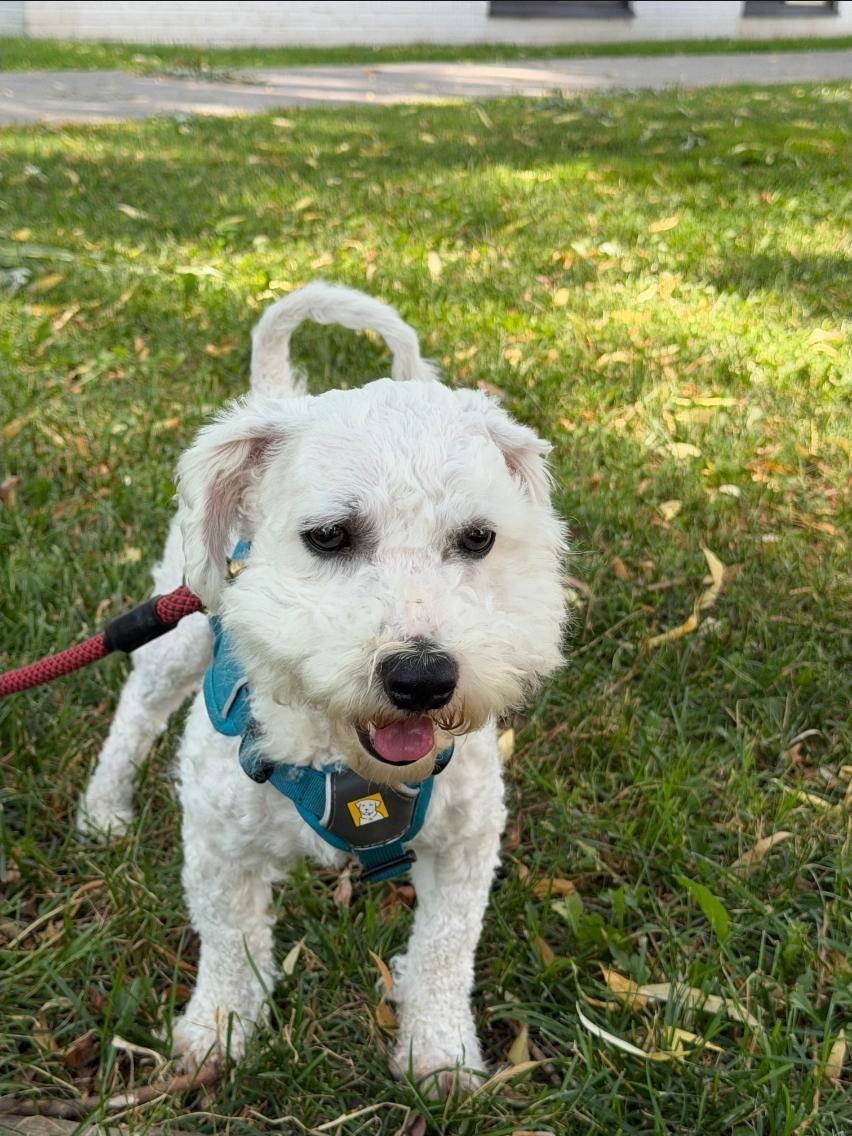 Matcha, an adopted mixed breed in Toronto, ON image 4/6