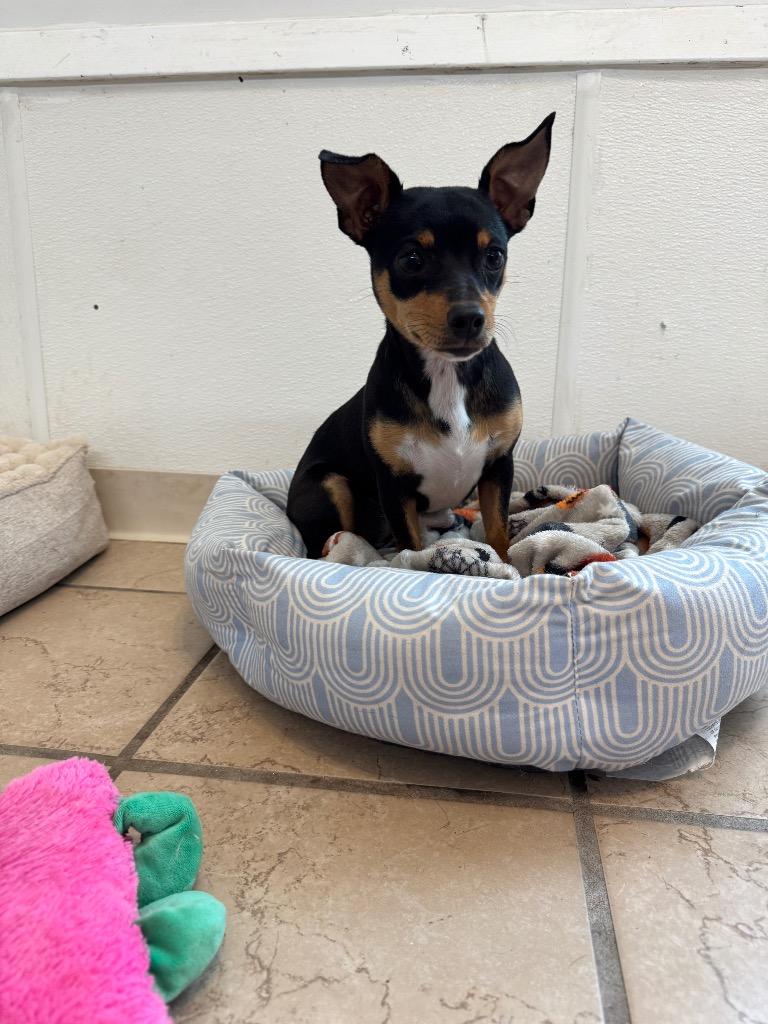 Megan, Adopted, Puppy Female Dachshund & Rat Terrier.
