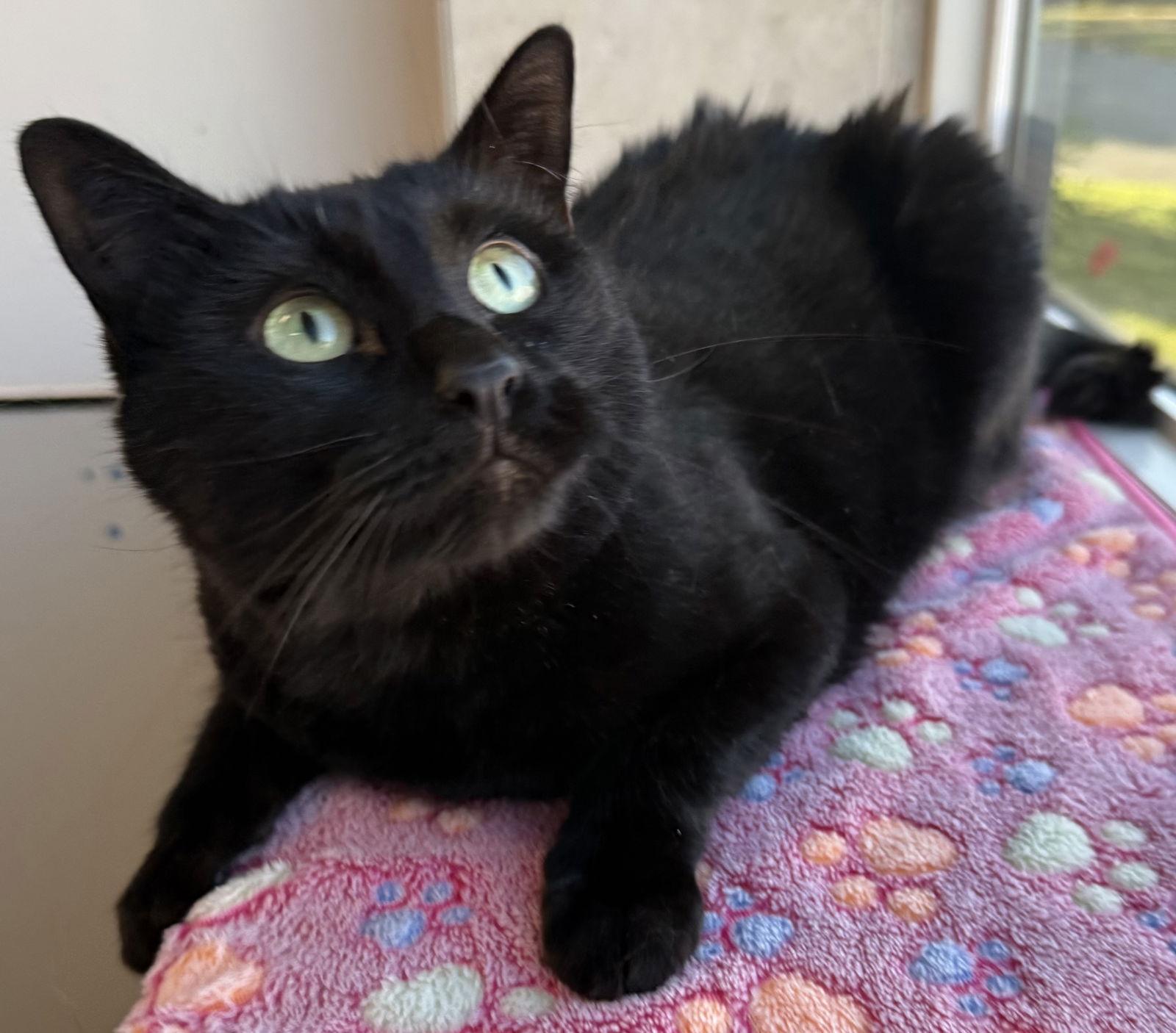 Kirby, a Adopted Domestic Short Hair in Sanford, FL image 1/3