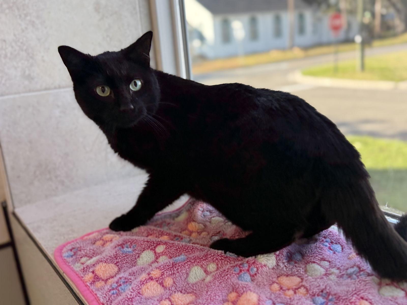 Kirby, a Adopted Domestic Short Hair in Sanford, FL image 2/3