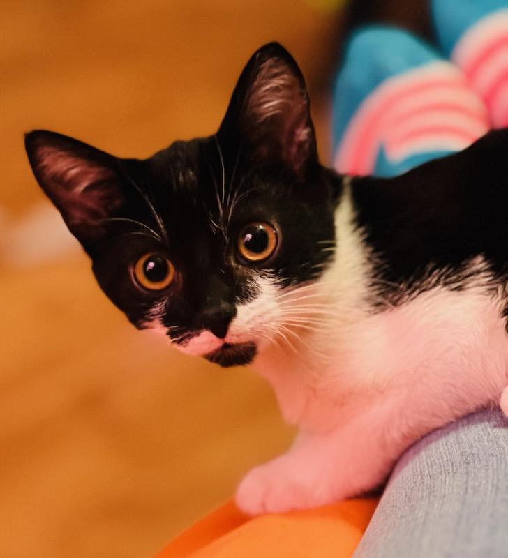 Enlarge Dahlia, a ADOPTABLE mixed breed in Clarksville, TN image 1/4