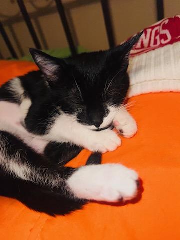 Enlarge Dahlia, a ADOPTABLE mixed breed in Clarksville, TN image 4/4