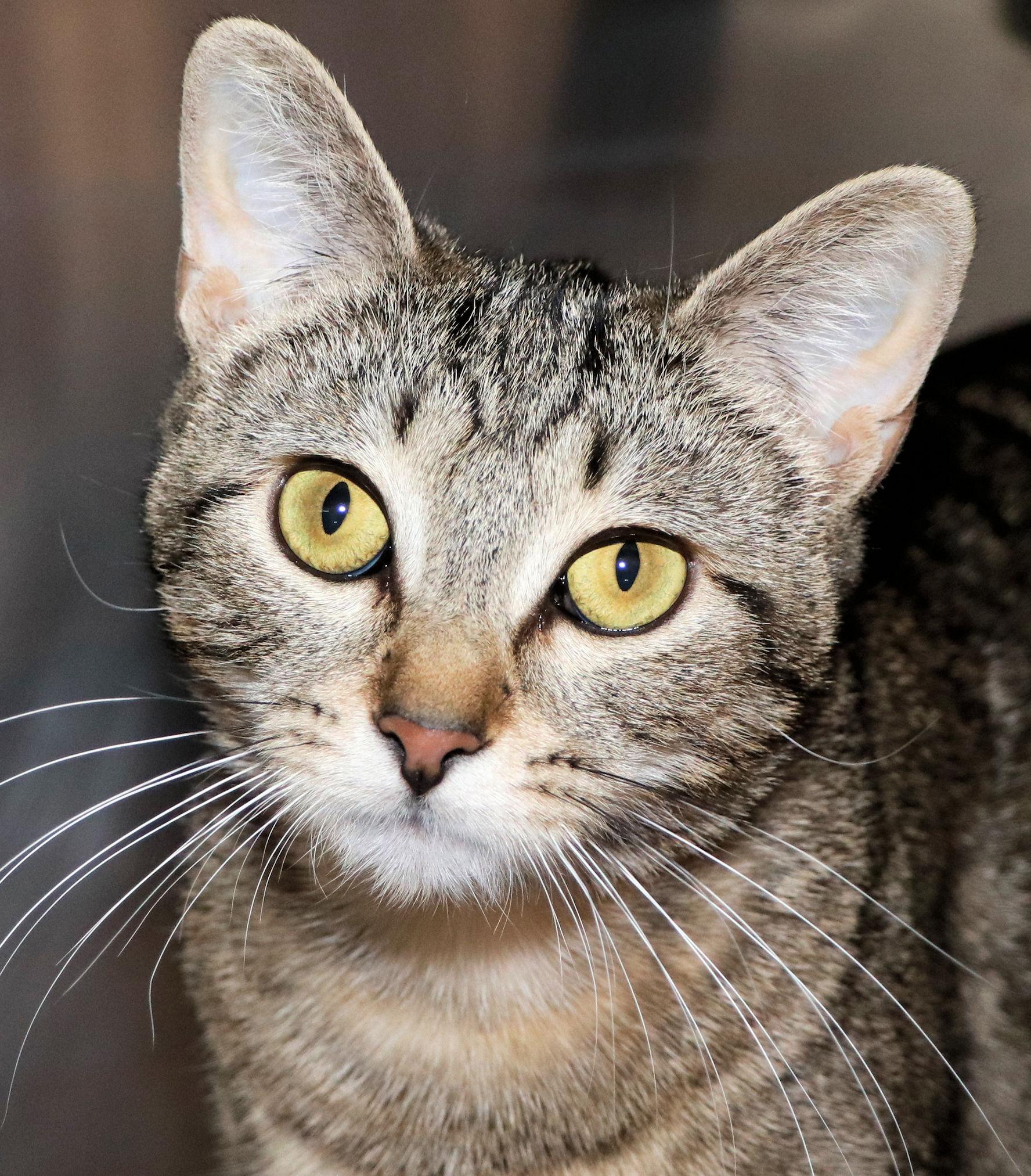 Joy, adopted, Adult Female Domestic Short Hair.