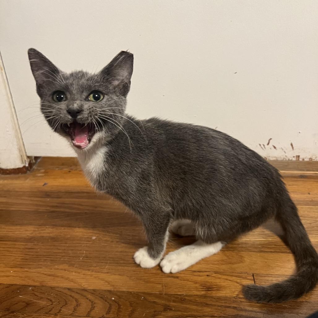 Katya (Katy), Adoptable, Kitten Female Domestic Short Hair.