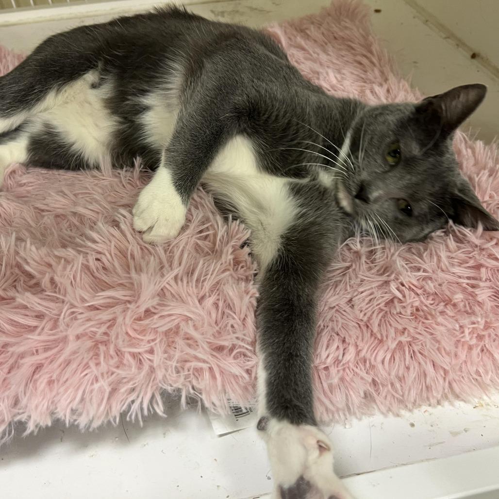 Enlarge Katya (Katy), a Adoptable Domestic Short Hair in Tulsa, OK image 2/6