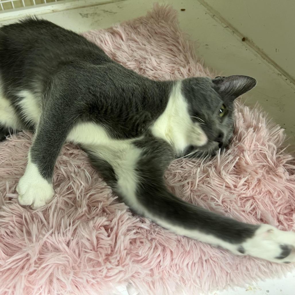 Enlarge Katya (Katy), a Adoptable Domestic Short Hair in Tulsa, OK image 3/6