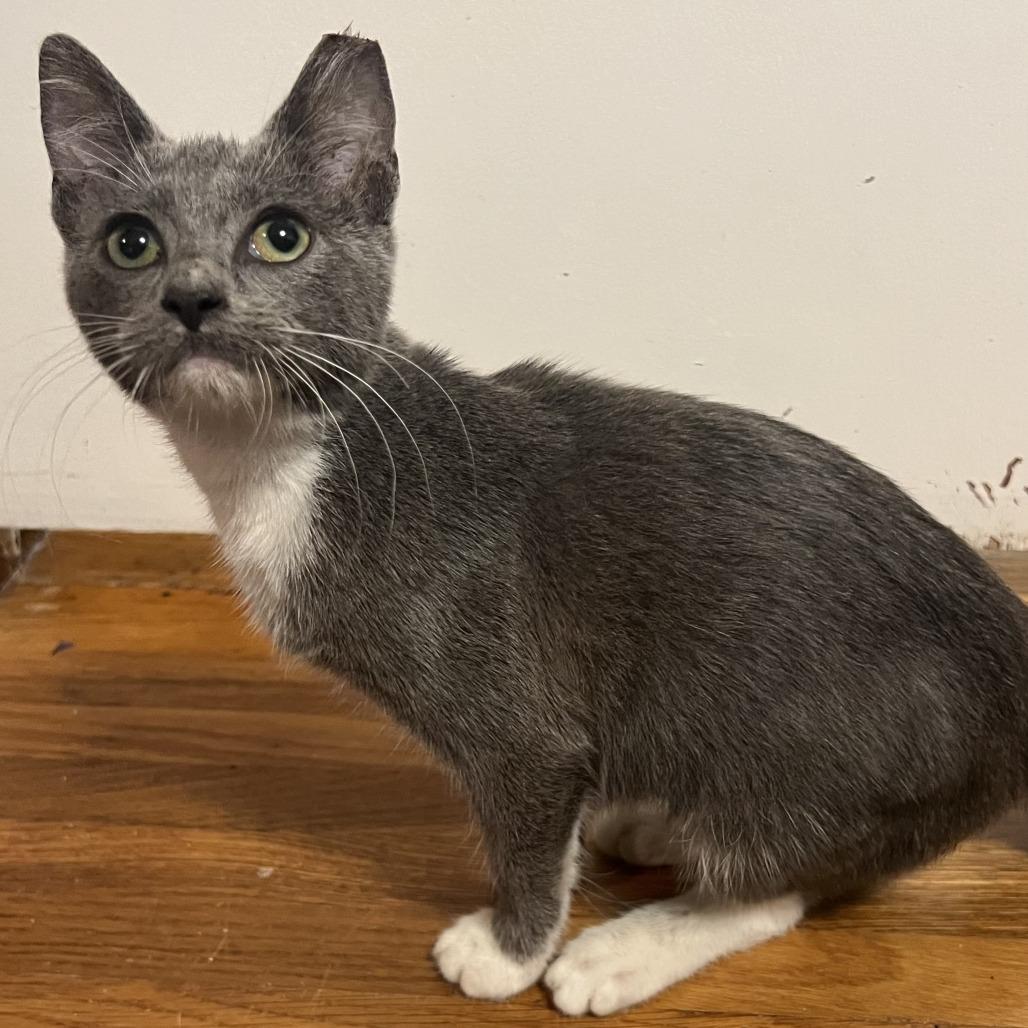 Enlarge Katya (Katy), a Adoptable Domestic Short Hair in Tulsa, OK image 4/6