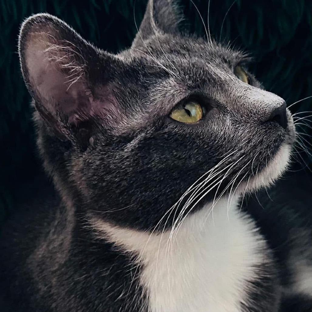 Enlarge Katya (Katy), a Adoptable Domestic Short Hair in Tulsa, OK image 5/6