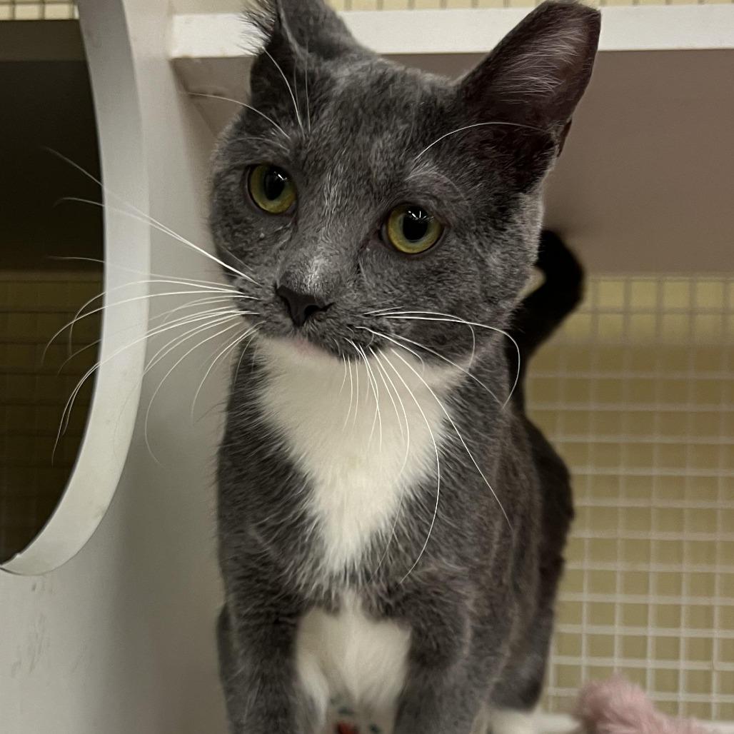 Enlarge Katya (Katy), a Adoptable Domestic Short Hair in Tulsa, OK image 6/6