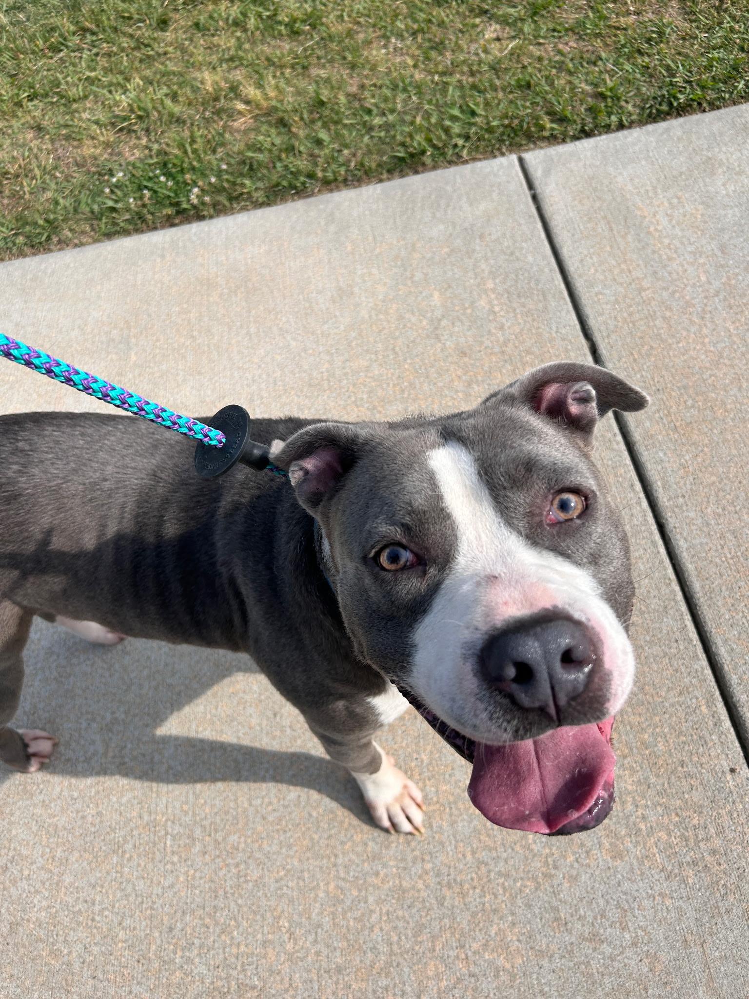 Enlarge Coogie, a ADOPTABLE mixed breed in Charlotte, NC image 3/4