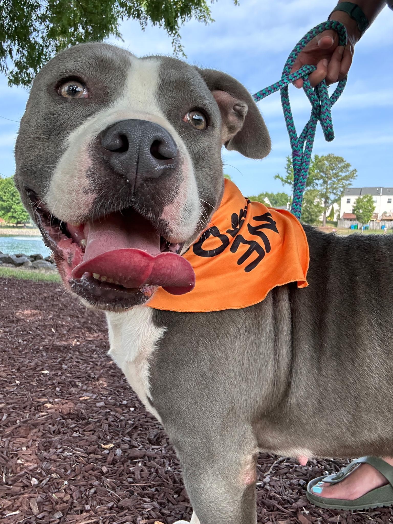 Enlarge Coogie, a ADOPTABLE mixed breed in Charlotte, NC image 2/4