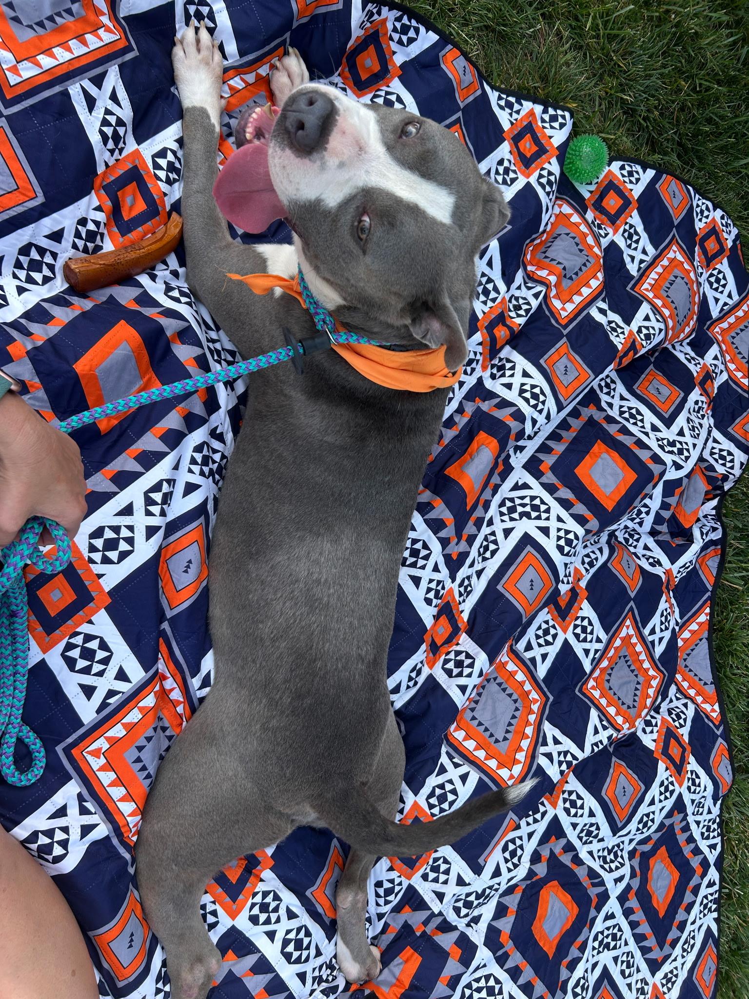 Enlarge Coogie, a ADOPTABLE mixed breed in Charlotte, NC image 4/4