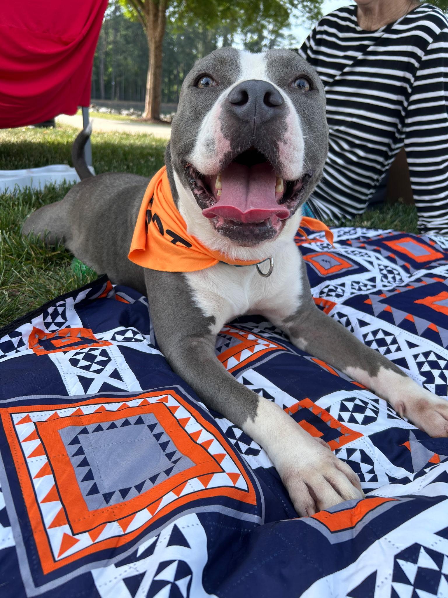 Coogie, ADOPTABLE, Adult Male American Staffordshire Terrier.