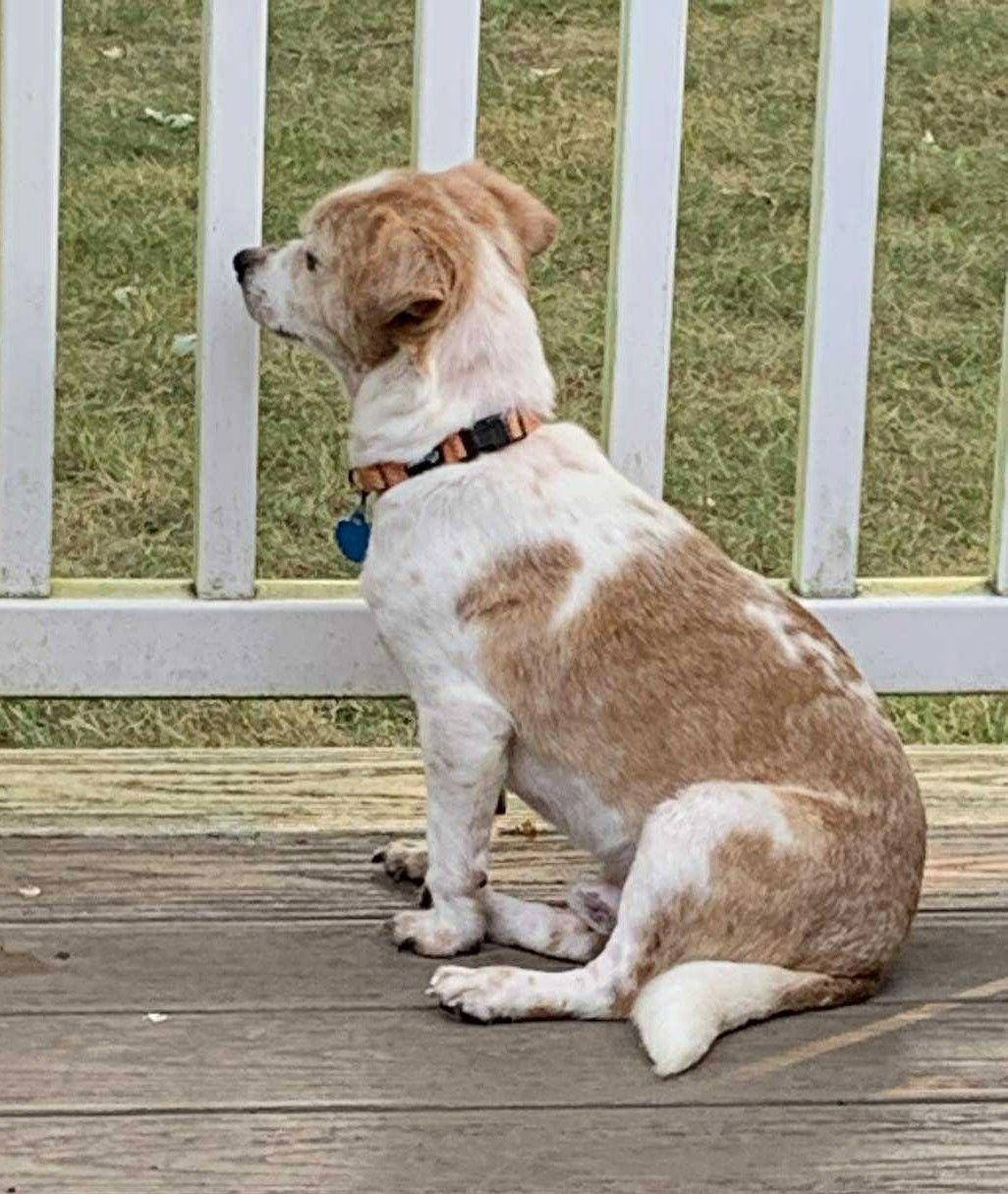 Enlarge Carolyn's Gherkin TX, a Adoptable Chihuahua in Boonton, NJ image 1/3