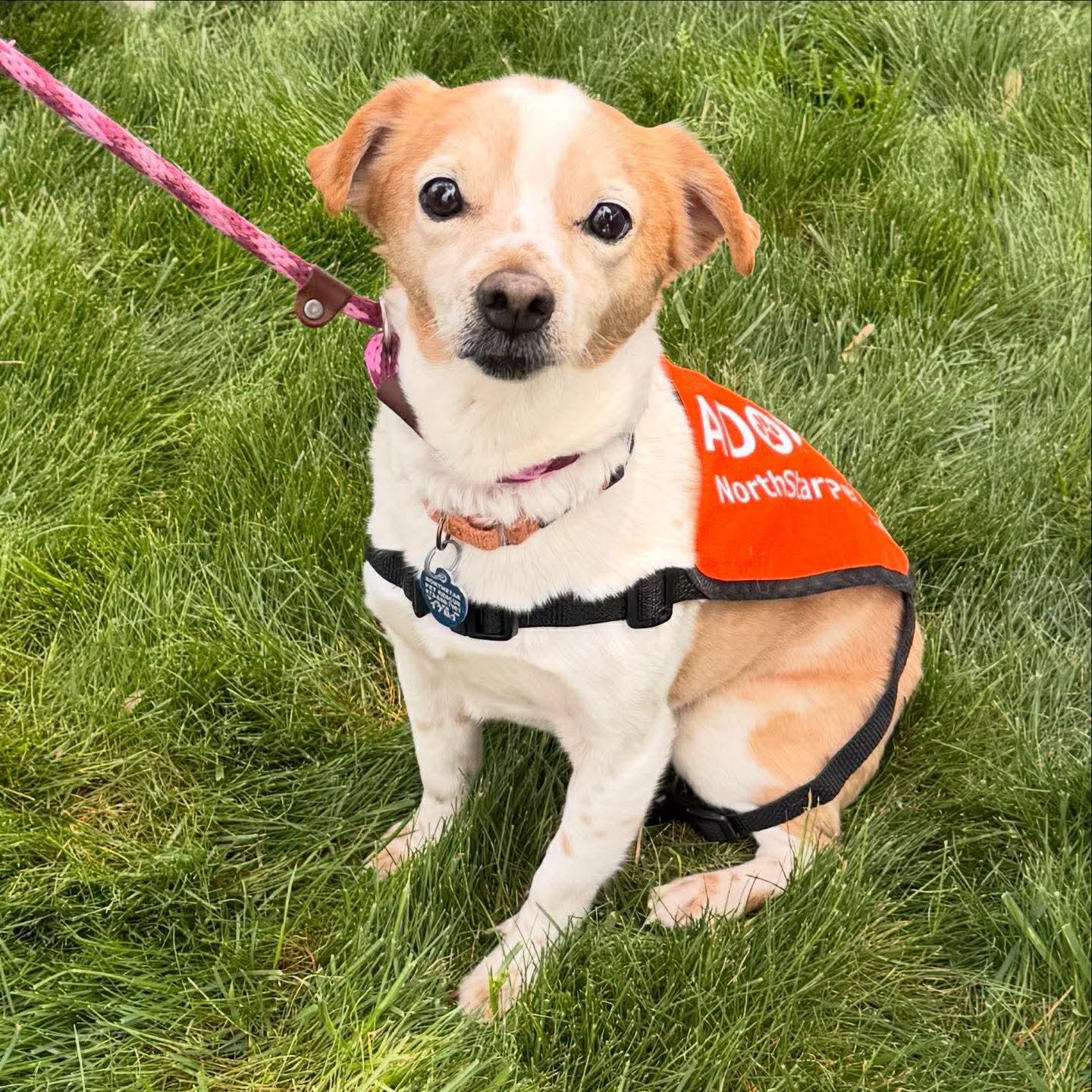 Carolyn's Gherkin TX, Adoptable, Senior Male Chihuahua.