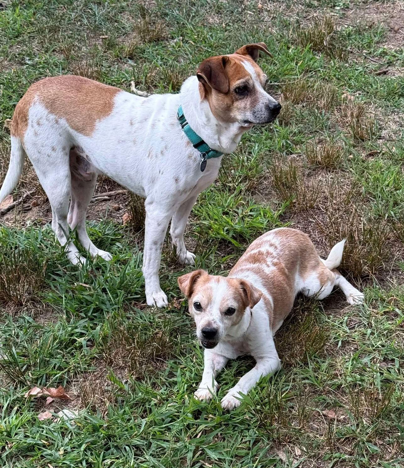 Enlarge Carolyn's Gherkin TX, a Adoptable Chihuahua in Boonton, NJ image 2/3
