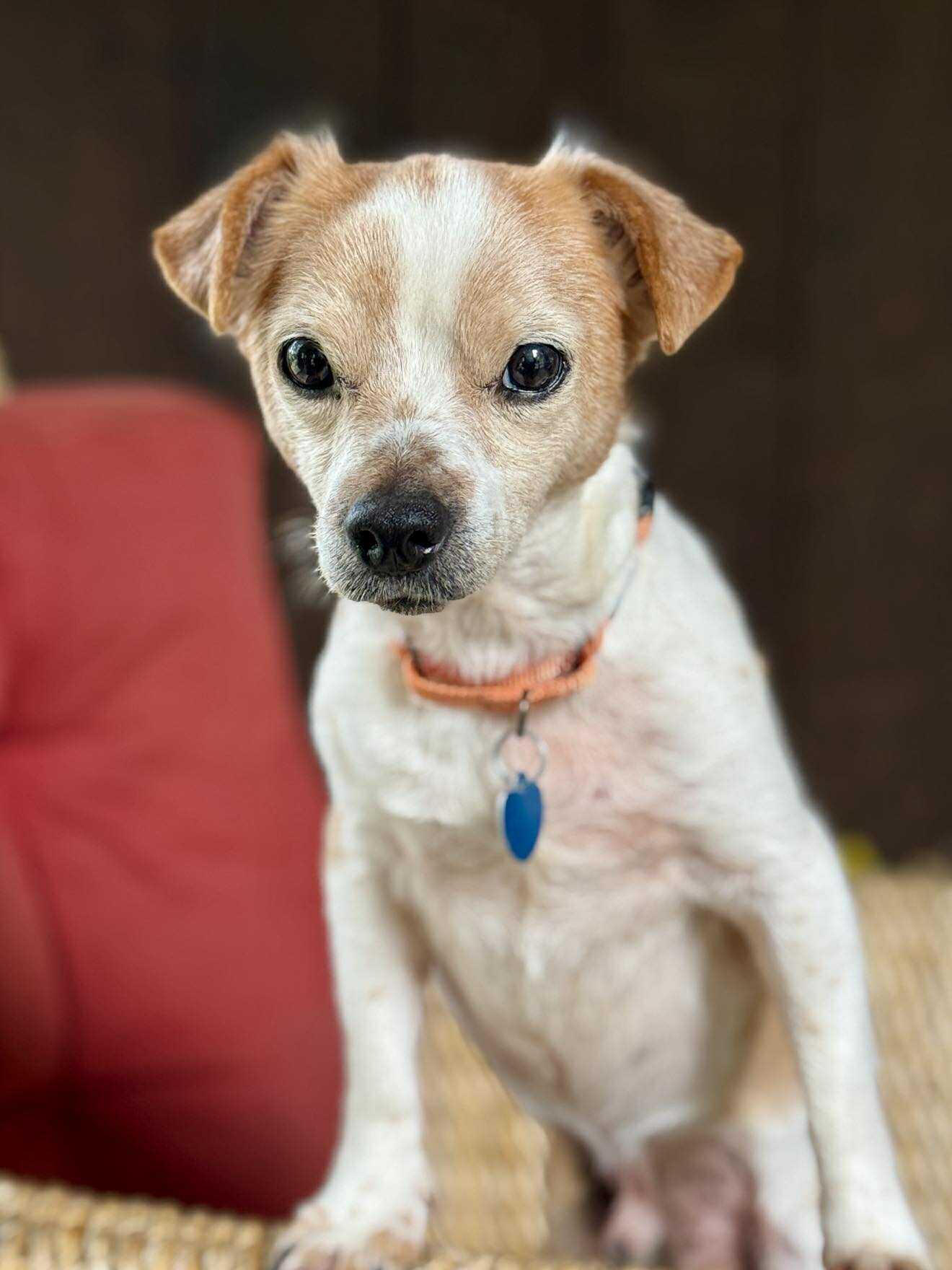 Carolyn's Gherkin TX, a Adoptable Chihuahua in Boonton, NJ image 2/3