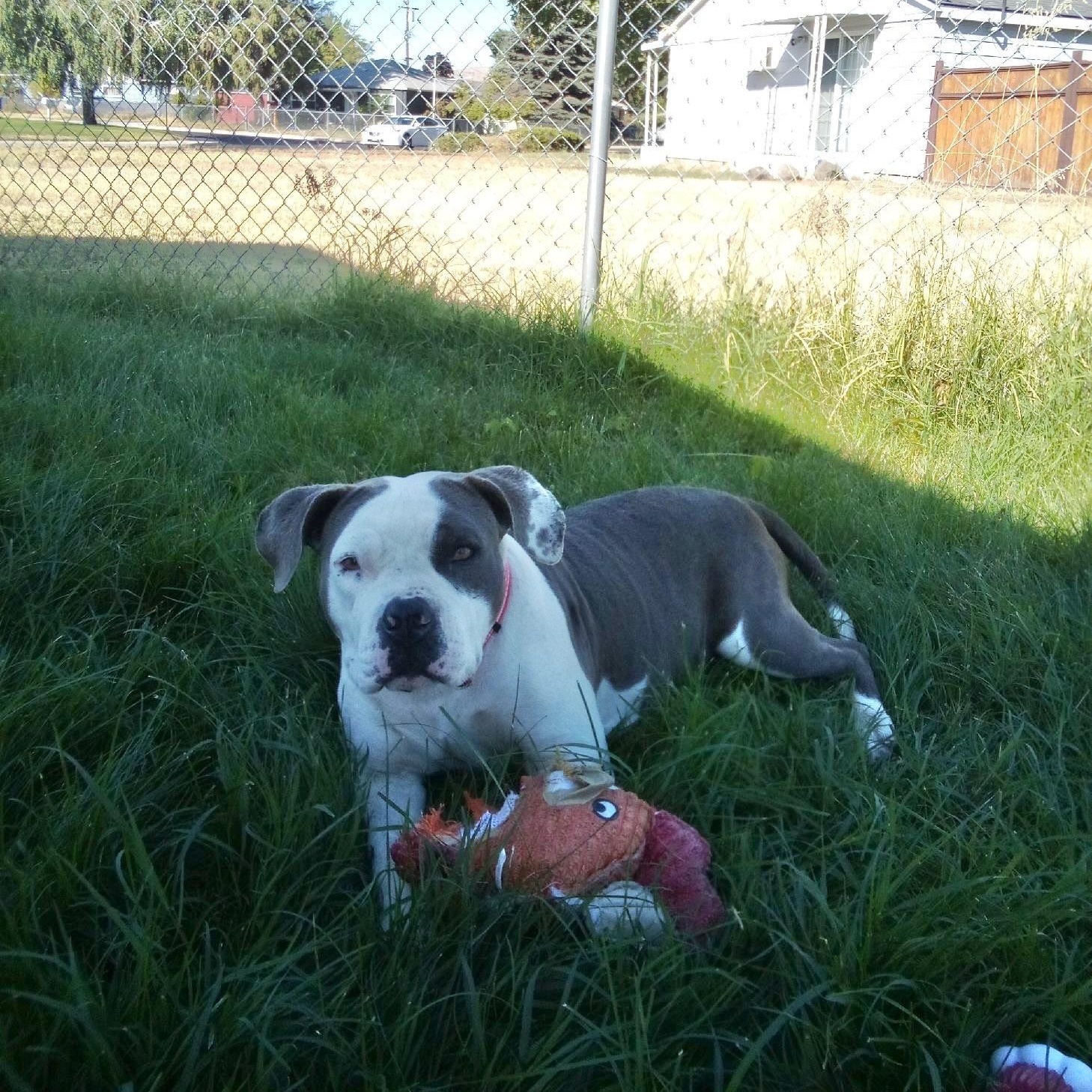 Sharkie, an adoptable American Bully in Pasco, WA image 1/6