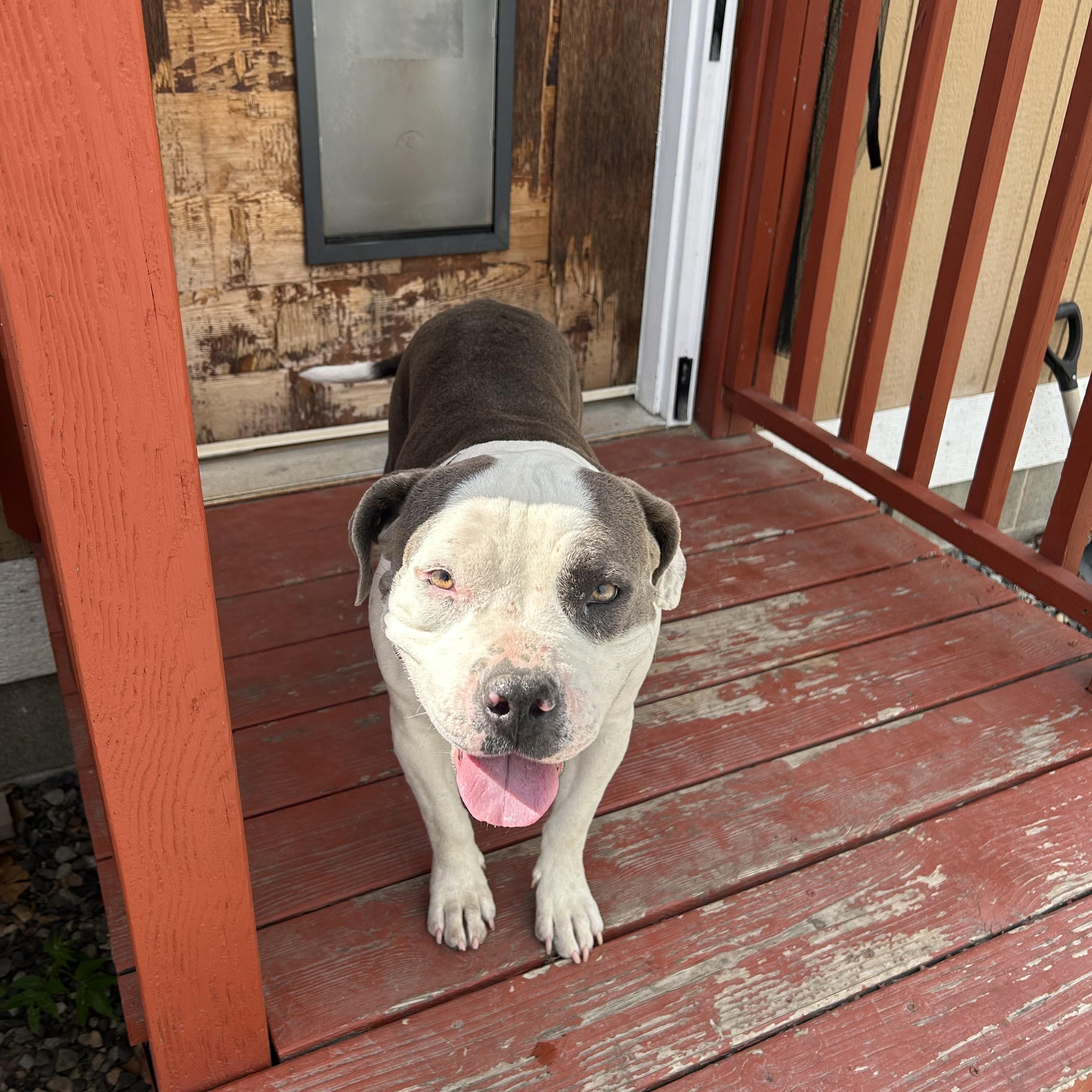Sharkie, an adoptable American Bully in Pasco, WA image 2/6