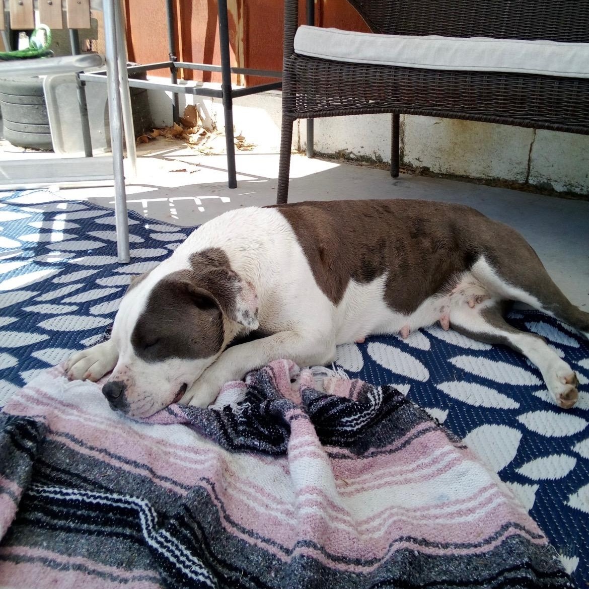 Sharkie, an adoptable American Bully in Pasco, WA image 5/6